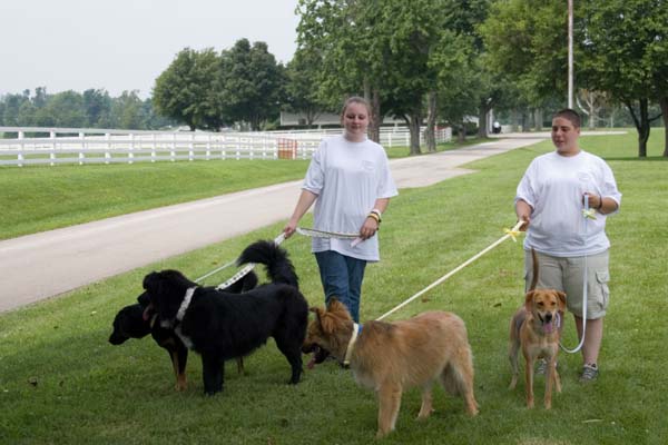 Dogs3