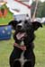 Dogs2