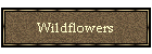 Wildflowers